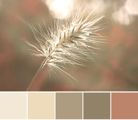 Color matching analogous Autumn color palette from a close-up image of Rabbit Tail Grass head