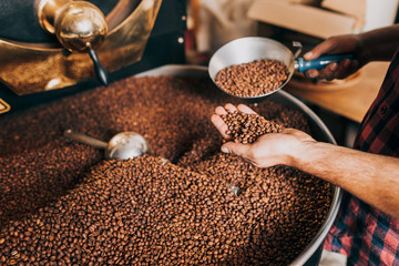 Man's hands holding freshly roasted aromatic coffee beans over a modern coffee roasting machine.