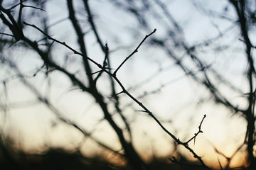 Fototapeta na wymiar Bare tree branches in evening autumn light