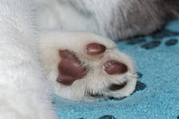 Close-up of a cat's paw with white fur from below