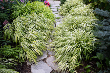 Cascading and beautiful Ornamental Japanese forest grass, hakonechloa aureola, lines a limestone...