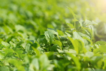 Selective focus of mustard on the filed,