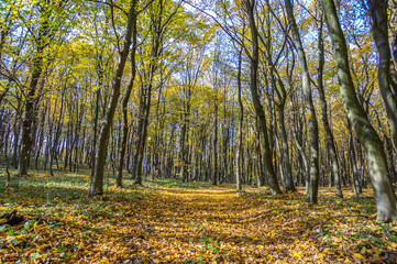Fototapeta premium Road in fallen foliage and yellowed trees in the autumn forest