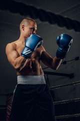 Brutal focused boxer is standing on the ring wearing boxing gloves while posing for photographer.