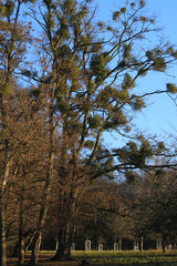 Obraz premium Trees and sky