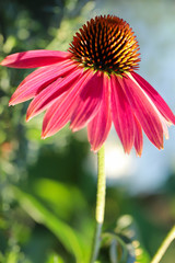 Sombrero Baja Burgundy coneflower glowing in the magic hour of sunlight, 