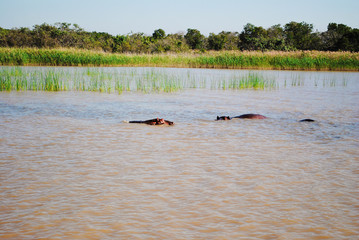 Wild hippos in South Africa