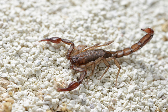 Escorpi&oacute;n