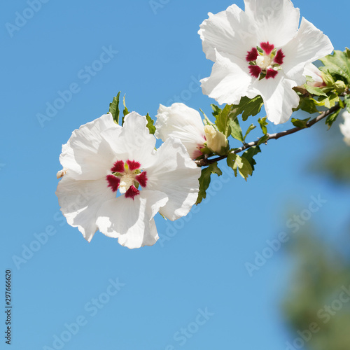 Hibiscus Syriacus Fleurs Blanches Au Coeur Rouge De L