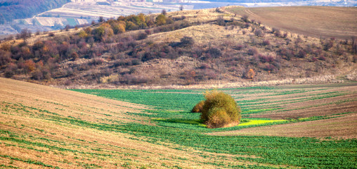 Panorama of an agricultural field