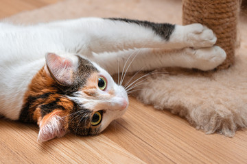 Beautiful young cat lying on the floor in the room.