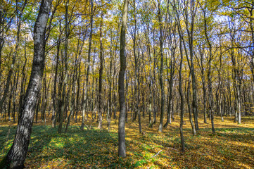 Fototapeta premium Dirt road in autumn day covered with leaves