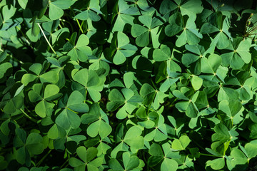 Fototapeta na wymiar Close-up shot of a clovers