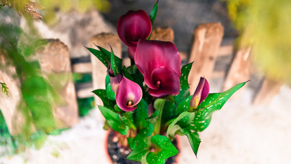 Calla lily plant in the pot. Amazing purple flower petal on green background and wooden fence. Violet bouquet and romantic atmosphere © Maryana