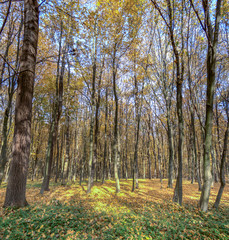 Obraz premium Dirt road in autumn day covered with leaves