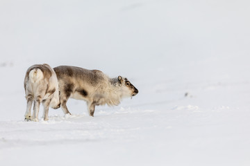 Fototapeta na wymiar Wild Svalbard Reindeer, Rangifer tarandus platyrhynchus, two animals standing the snow in the wilderness at Svalbard, Norway