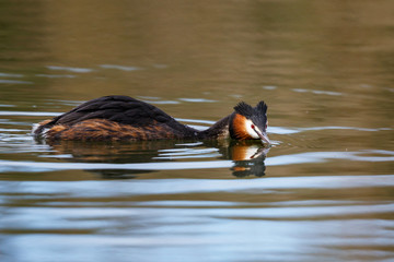 Great Creested Grebe in the north - Noord Holland - of the Netherlands