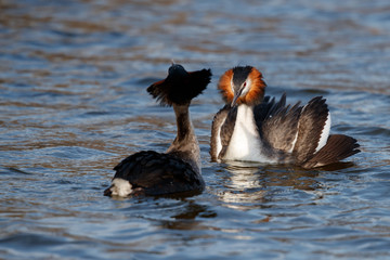 Great Crested Grebe couple showing affection in the north - Noord Holland - of the Netherlands
