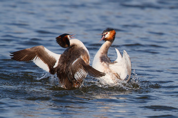 Great Crested Grebe fighting in the mating season in the north - Noord Holland - of the Netherlands