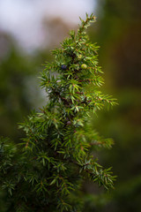 Juniper seeds in both blue and green on a healthy evergreen juniper tree during autumn