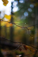 Wet tree twig with waterdrops at a forest backdrop