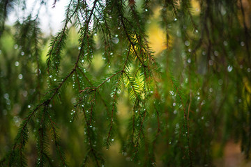 Drops at a pine tree branch, the evergreen tree have many waterdrops visible - obrazy, fototapety, plakaty