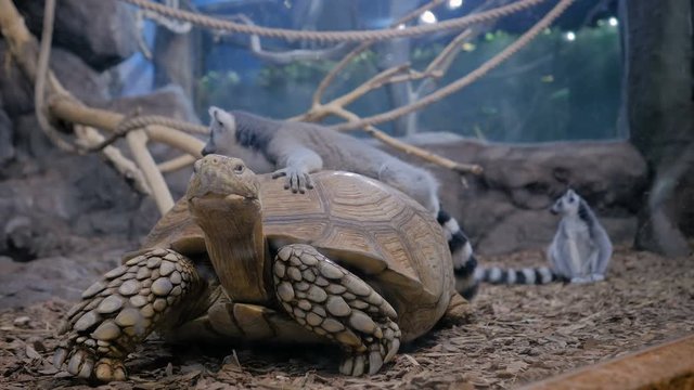 Lazy turtle and family of lemurs resting together. Exotic animal and wildlife concept