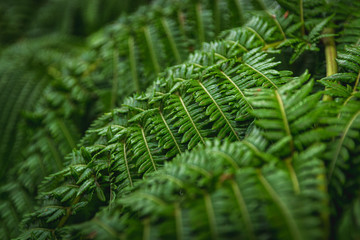 Tropical Plants in paradise 