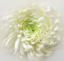 weiße Chrysantheme - white chrysanthemum