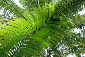 Palmwedel - palm leaf