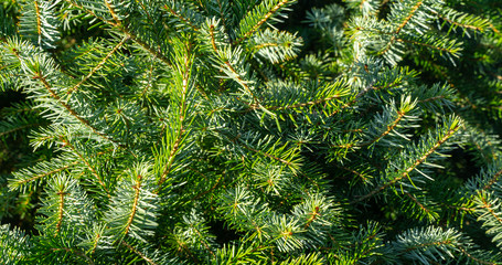 Close-up view of Chritmas or evergreen tree at tree farm.