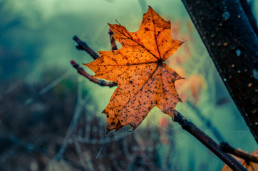 Autumn yellow leaf in dawn fog on a background of cobwebs