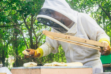 woman beekeeper rehoming wild bees