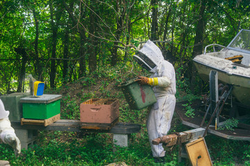 woman beekeeper rehoming wild bees