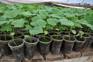 In the greenhouse, seedlings of cucumbers are grown in plastic pots