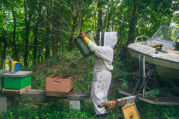 woman beekeeper rehoming wild bees