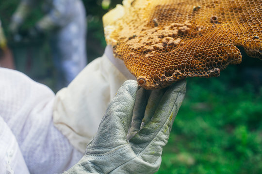 beekeeper inspecting beeswas