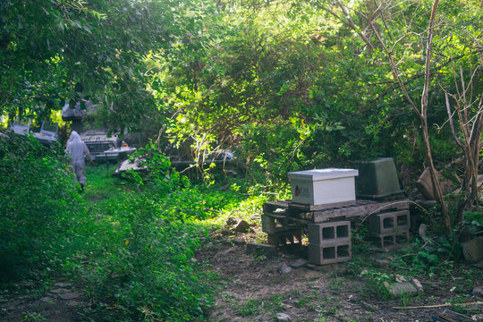 bees in beehive