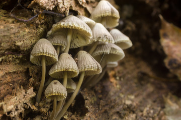 Mycena galericulata or the common bonnet growing on decayed wood