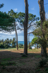 The empty pine trees forest in Tuscany near the Baratti gulf - 5