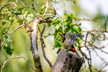 Great Spotted Woodpecker (Dendrocopos major) sitting on a tree stump.