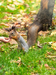 Naklejka na ściany i meble Girl feeds a squirrel with nuts in an autumn park.