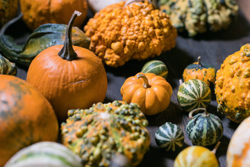 many pumpkin and squash selection