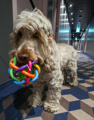 Murray Cocker Spaniel