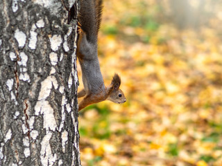 Autumn squirrel climbs down the tree trunk.