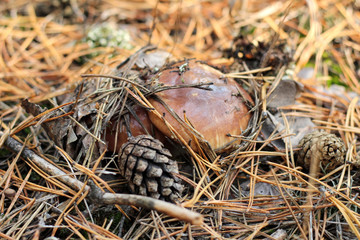 Suillus mushrooms in a pine forest. An armful of dirty, unpeeled, butter fungi in needles and cones. Top view