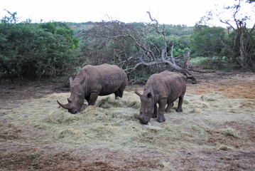 Wild rhinos in South African wildlife nature reserve