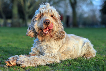 Happy English Cocker Spaniel Orange Roan Dog