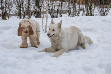 Happy English Cocker Spaniel Orange Roan Dog
