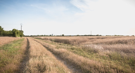Fototapeta na wymiar country road with tall grass next to wheat fields
